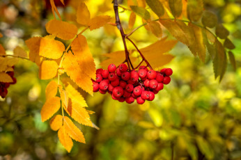 Картинка природа Ягоды +рябина листья рябина ягоды ветка осень краски