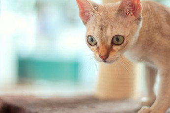 Картинка животные коты кошка мордочка глаза взгляд боке