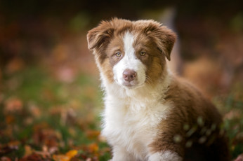 Картинка животные собаки щенок собака взгляд аусси австралийская овчарка