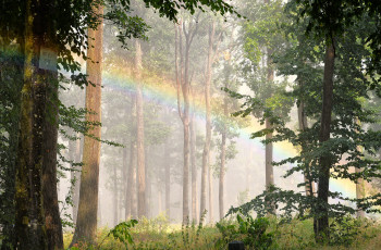 Картинка природа лес утро радуга