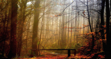 Картинка природа лес туман осень