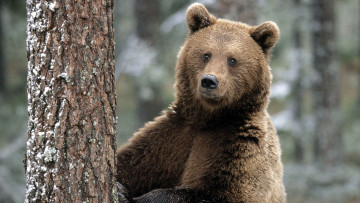 Картинка животные медведи медведь бурый дерево ствол