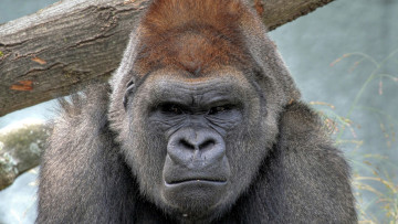 Картинка животные обезьяны строгий обезьяна животное горилла