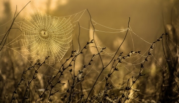Картинка природа макро осень паутина