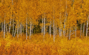 Картинка природа лес осень листья роща сша осина деревья вайоминг grand teton national park