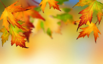 обоя природа, листья, autumn, leaves, fall, maple, осень