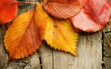 Картинка природа листья wood осень fall leaves autumn