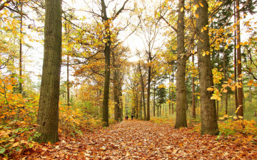Картинка природа парк осень листья