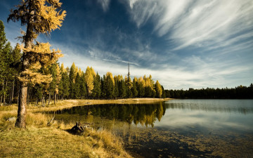 Картинка природа реки озера коряга берег осень деревья лес облака небо водоросли озеро
