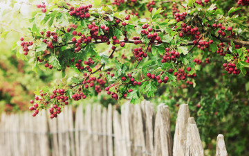 Картинка природа Ягоды забор ягоды ветки