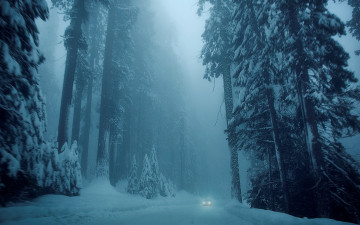 Картинка природа зима туман деревья снег лес