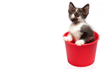 Картинка животные коты кошки котенок черно-белый ведро красное сидит белый фон