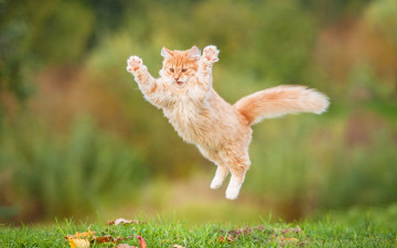 Картинка животные коты прыжок пушистый рыжий кот