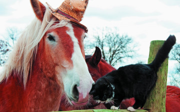 обоя животные, разные вместе, конь, ограждение, друзья, дружба, черный, лошадь, пара, бревно, два, кот, шляпка, ласкается