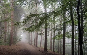 Картинка природа дороги лес туман