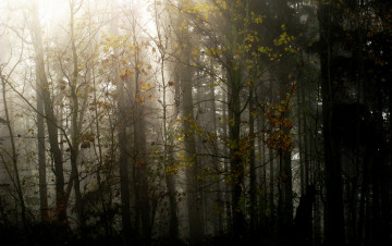 Картинка природа лес осень деревья туман