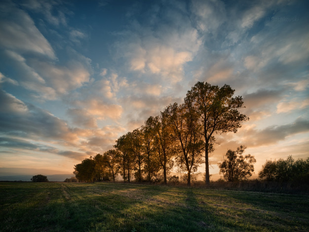 Обои картинки фото природа, восходы, закаты, утро, поле, деревья