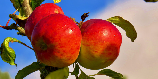 Обои картинки фото природа, плоды, яблоки, ветка, небо