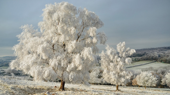 Обои картинки фото природа, зима, деревья, иней, красота