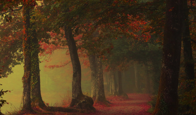 Обои картинки фото природа, дороги, деревья, дорога, осень, туман