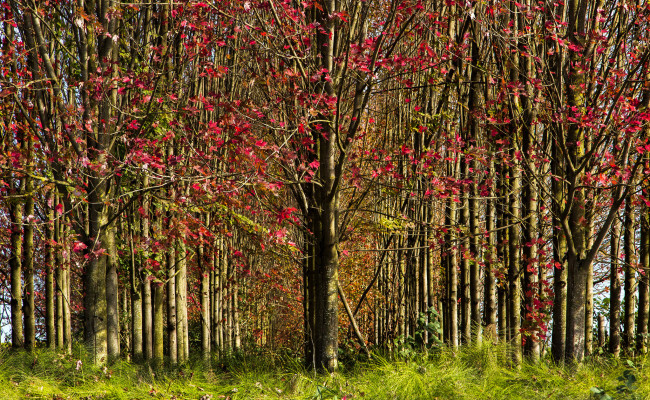 Обои картинки фото природа, лес, красные, листья, деревья, осень