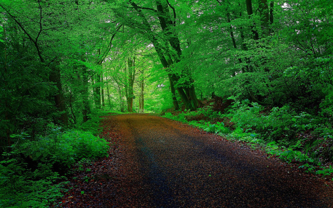 Обои картинки фото природа, дороги, деревья, лес, дорога, тоннель