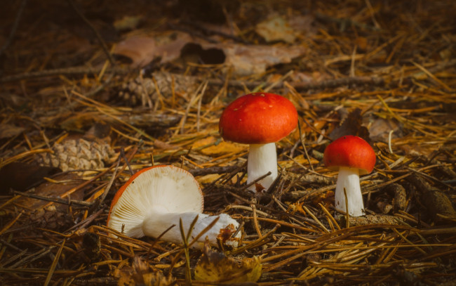 Обои картинки фото природа, грибы, осень