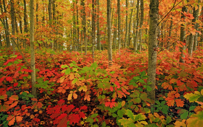 Обои картинки фото природа, лес, осень, деревья, трава, кусты, листья, краски