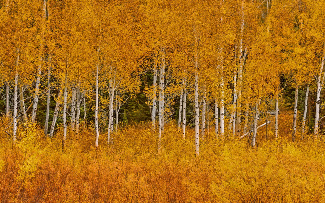 Обои картинки фото природа, лес, осень, листья, роща, сша, осина, деревья, вайоминг, grand, teton, national, park