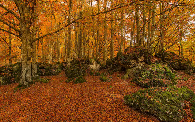 Обои картинки фото природа, лес, urabain, испания, страна, басков, деревья, камни, осень, мох