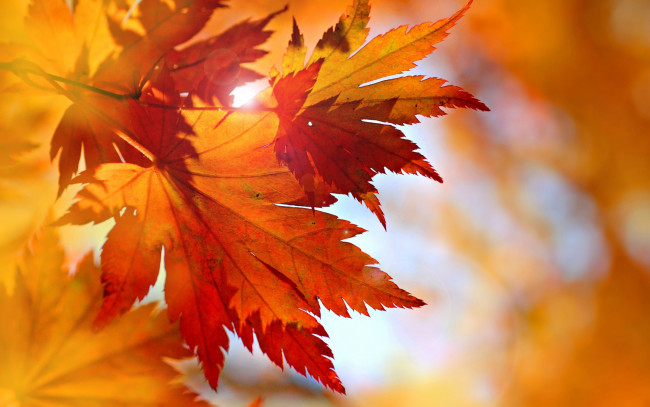 Обои картинки фото природа, листья, maple, fall, leaves, autumn, осень