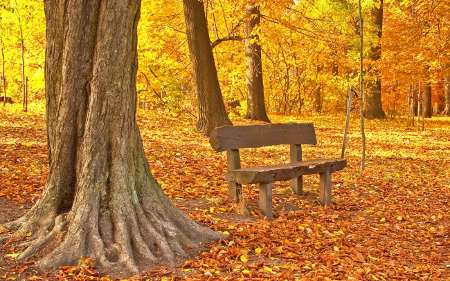 Обои картинки фото природа, парк, листья, осень, tree, park, maple, fall, leaves, autumn