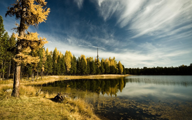 Обои картинки фото природа, реки, озера, коряга, берег, осень, деревья, лес, облака, небо, водоросли, озеро