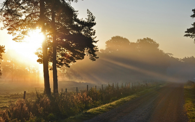 Обои картинки фото природа, восходы, закаты, утро, дорога, лучи, дерево, туман