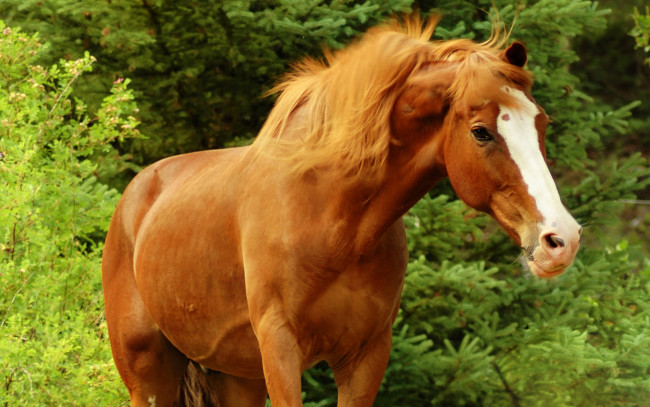 Обои картинки фото животные, лошади, лошадь, конь, коричневый, лес, деревья, зелень, морда, красавец