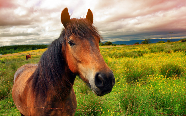 Обои картинки фото животные, лошади, облака, лето, морда, проволока, цветы, зелень, поле, коричневый, конь, лошадь