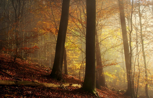 Обои картинки фото природа, лес, туман, осень, деревья