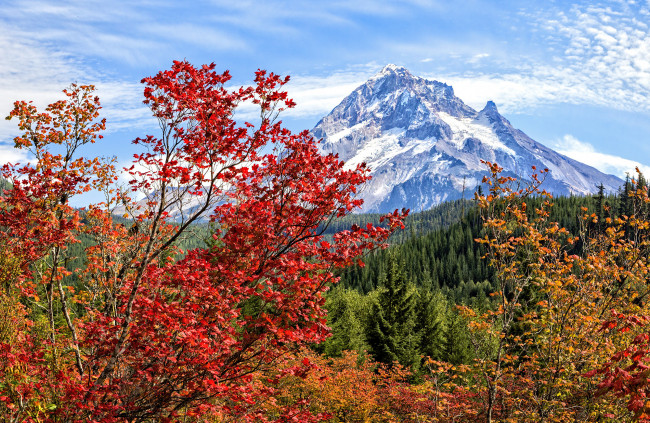 Обои картинки фото природа, горы, осень, лес, деревья, ветки, листва, яркие, цвета