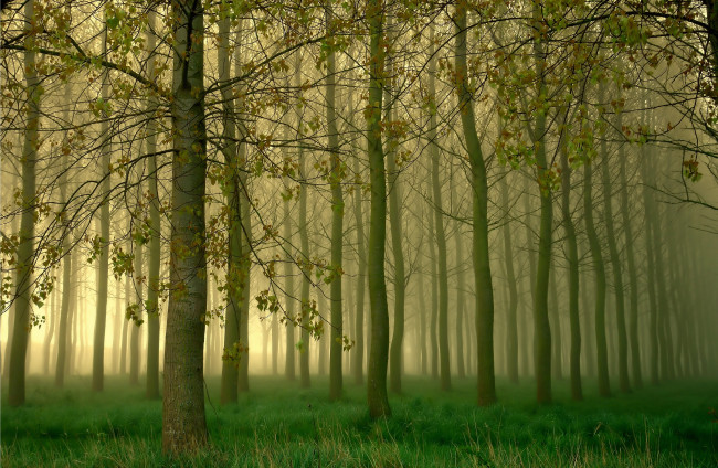 Обои картинки фото природа, лес, роща, туман, деревья