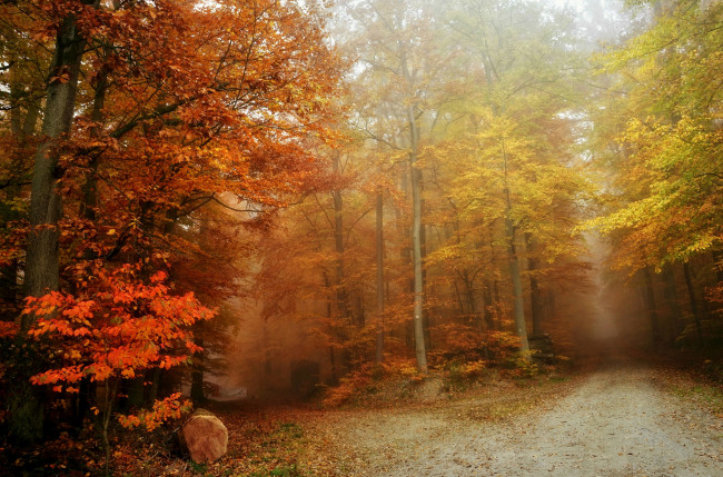 Обои картинки фото природа, дороги, деревья, туман, осень, лес