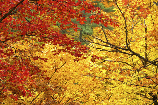 Обои картинки фото природа, деревья, багрянец, осень, листья, ветки