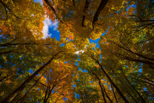 Обои картинки фото природа, деревья, листья, осень, небо