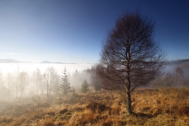 Обои картинки фото природа, деревья, туман, утро, дерево