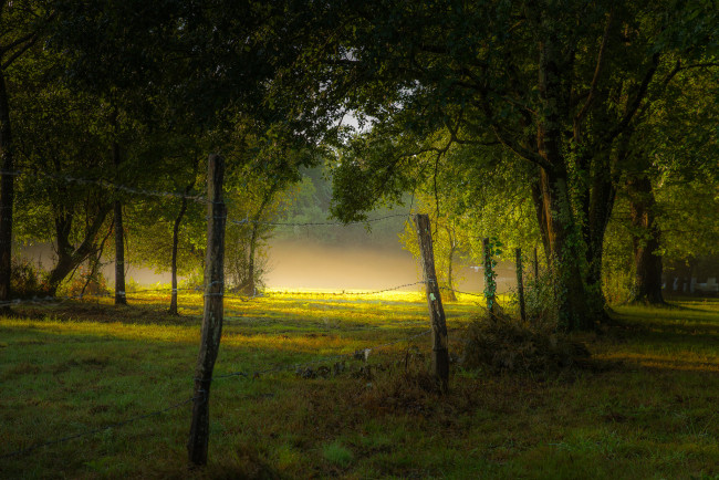 Обои картинки фото природа, лес, утро, туман