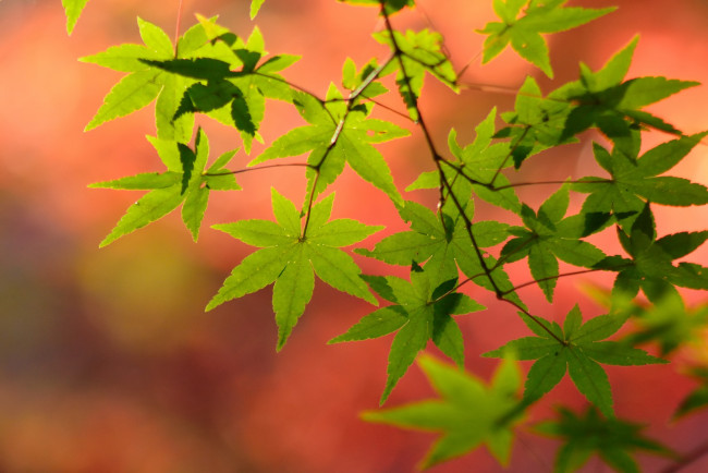 Обои картинки фото природа, листья, цвет, осень, ветка, клен