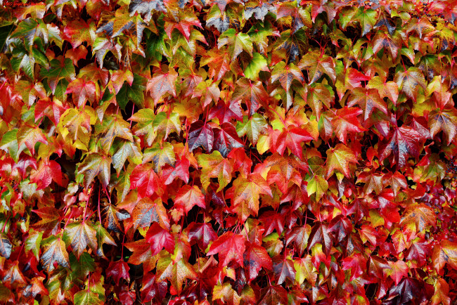 Обои картинки фото природа, листья, осень, красные