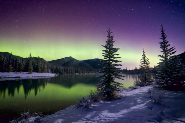 Обои картинки фото природа, северное сияние, ночь, ели, зима