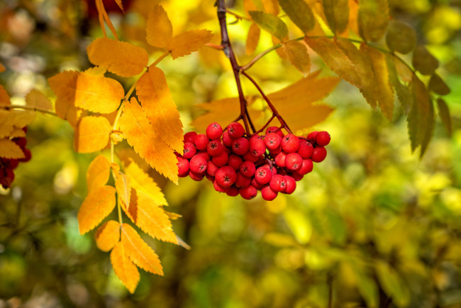 Обои картинки фото природа, Ягоды,  рябина, листья, рябина, ягоды, ветка, осень, краски