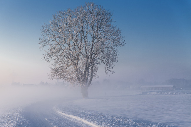 Обои картинки фото природа, зима, дерево, утро, туман, снег, дорога