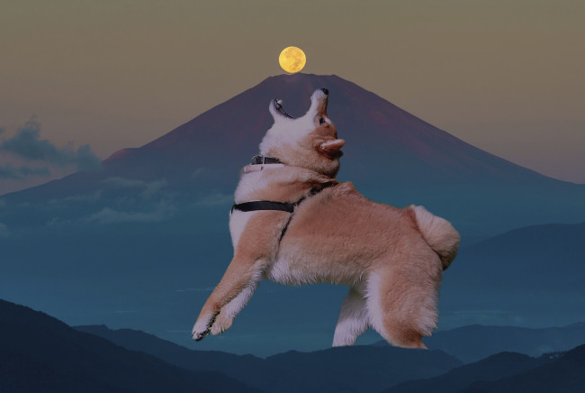 Обои картинки фото животные, собаки, собака, взгляд, луна, гора